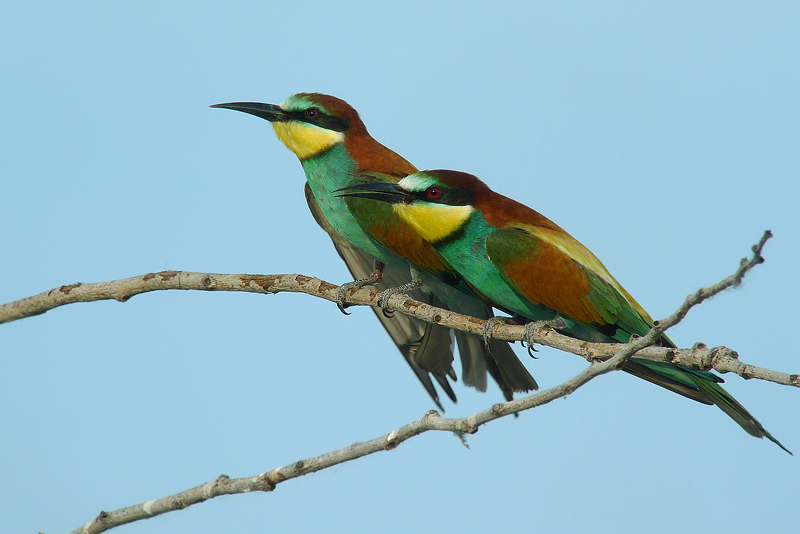 Gruccione in Digiscoping